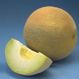 Passport, (F1) Melon Seeds